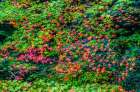 Colorful foliage, Tofuku-ji Buddhist temple, Kyoto, Japan. Famous for its autumn leaves. Art Print